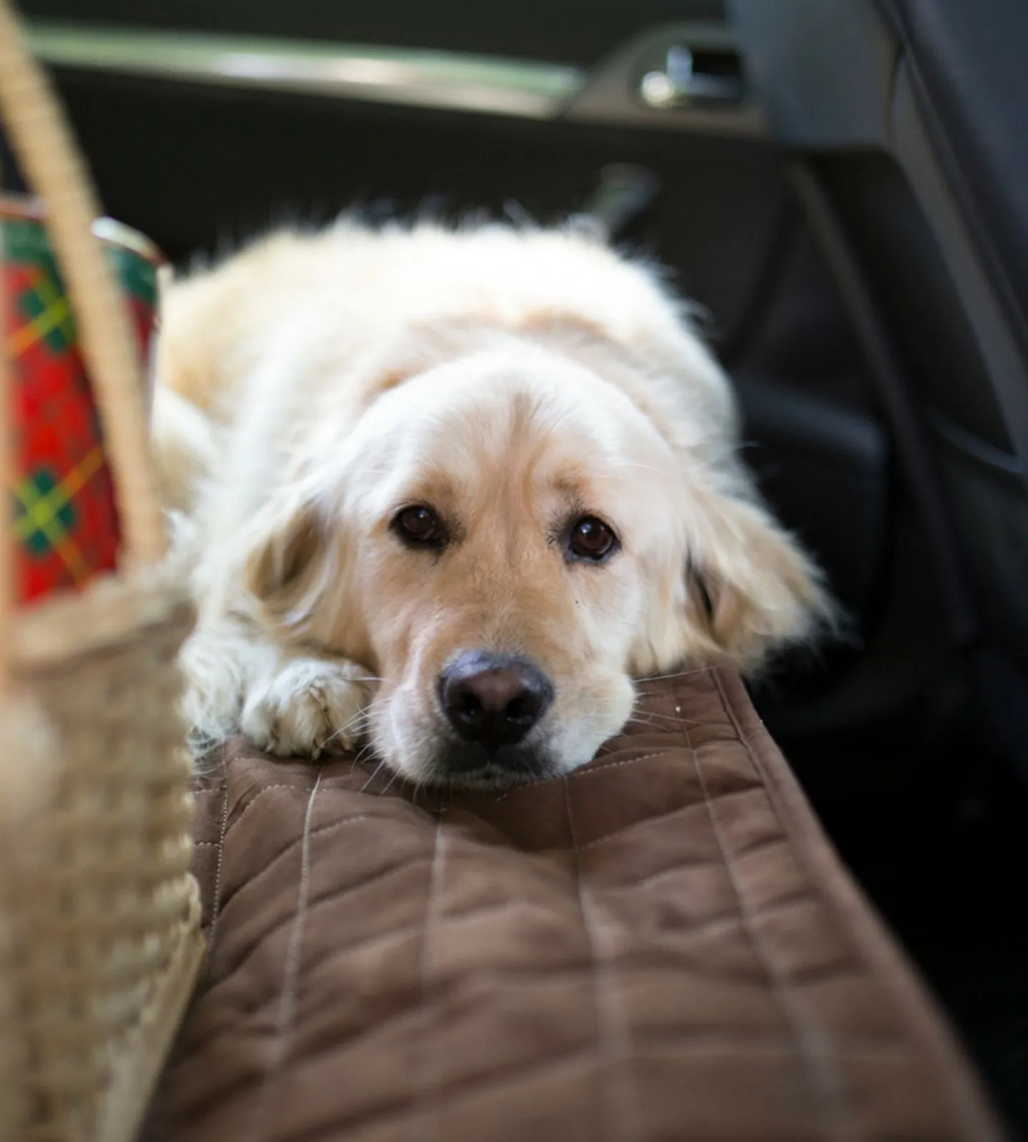 Car Seat or Couch Cover