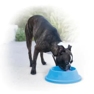 K&H Pet Products Coolin' Bowl Sky Blue 32 oz